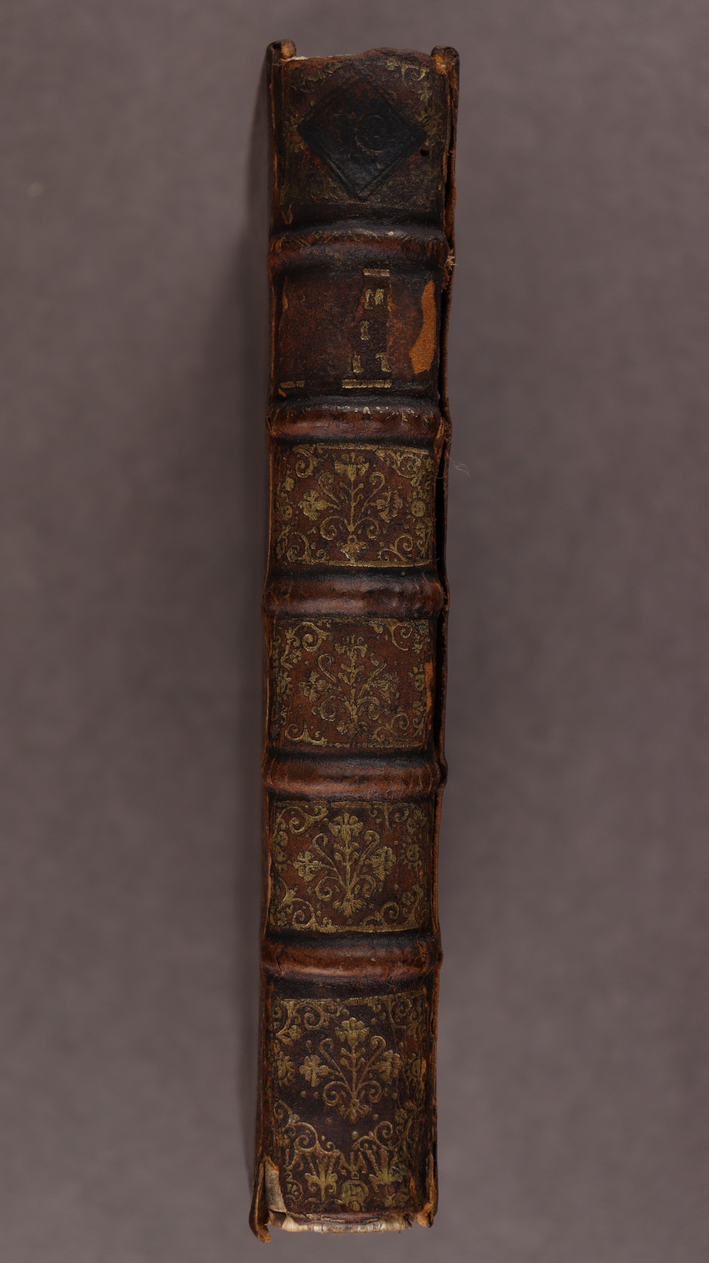 Spine